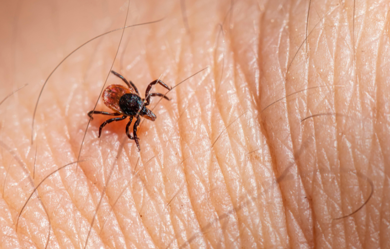 Tick sitting on skin